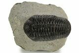 Detailed Morocops Trilobite - Ofaten, Morocco #340915-3